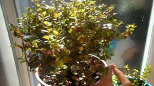 Мирсин африканский или капский мирт. Формирование кроны и пересадка.