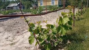 самые лучшие препараты для винограда.Важная обработка перед цветением