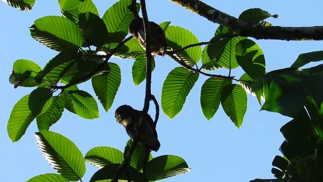 Chestnut-backed Owlet (Glaucidium castanotum) смотреть онлайн