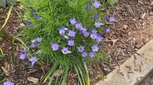 Triteleia (aka Brodiaea) 'Queen Fabiola'