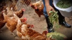 Правильный рацион для домашних кур суточная норма, состав