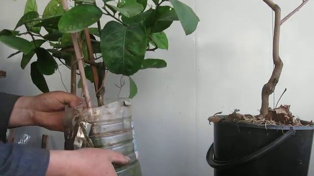 Видео 190.Комнатный лимон юбилейный + на " шее " сидит кумкват. смотреть онлайн