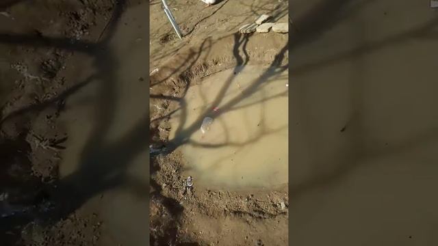 Моё хозяйство куры,коровы сементал