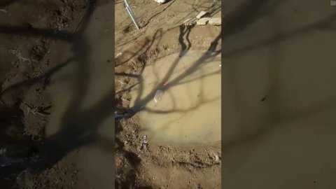 Моё хозяйство куры,коровы сементал