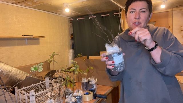 Отправка гортензии отличная .