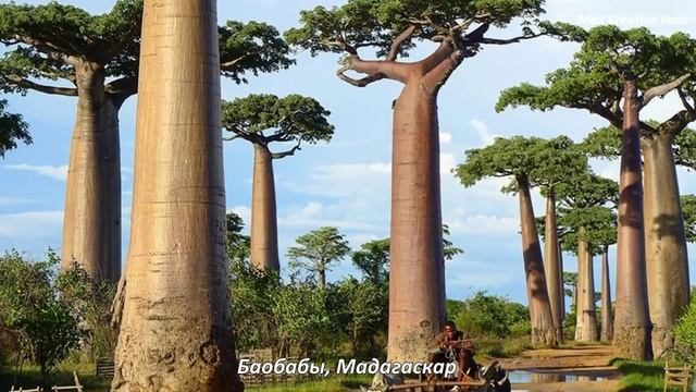 Красивые деревья (beautiful trees)