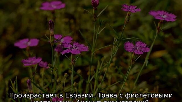 Луговые травы: описание, разновидности