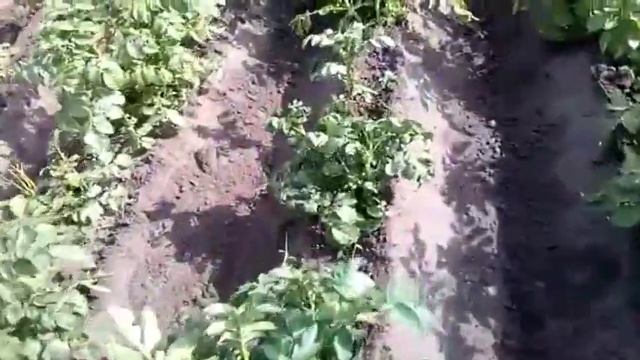 Окучивание картофеля мототрактором.
