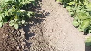 самодельный окучиватель картошки часть 2