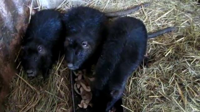 Уход и содержание нутрий смотреть онлайн