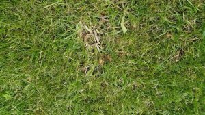 Избирательный гербицид.