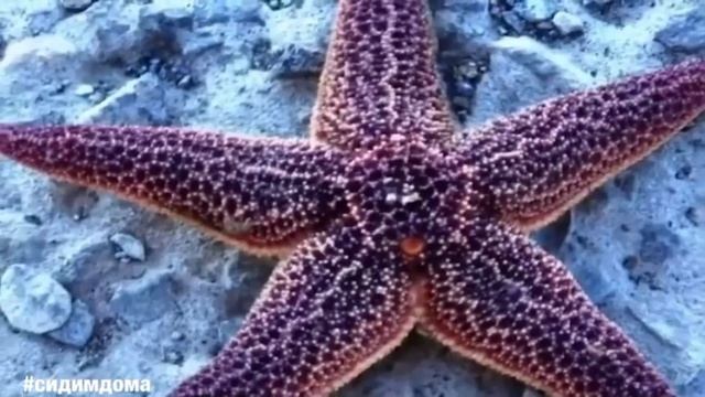 «Морские обитатели» занятие для детей младшей группы детского сада смотреть онлайн