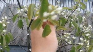 Зацвела Ирга (Amelánchier). Обрезаю в высоту. Ягоды очень любим. Май 2023