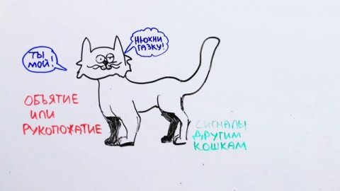 Научпок - Наука про котанов