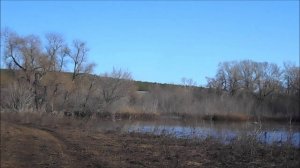 утки на ветвистом озере