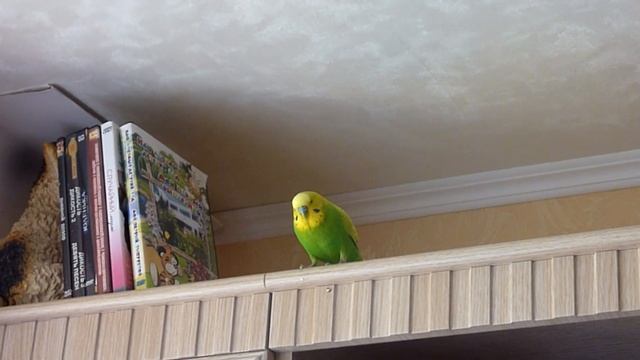 ПРИКОЛЬНЫЕ ТРЮКИ ПОПУГАЯ ТОШИ // ИГРИВЫЙ И ВЕСЕЛЫЙ ВОЛНИСТЫЙ ПОПУГАЙ//PARROT//зеленый попугайчик TV