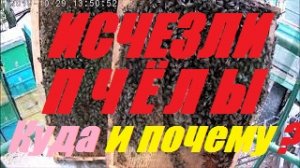 Причина просадки семей к осени! Кочевая пасека 60 семей в 60 лет?На "керзовых" рамках лучшие пчелы.