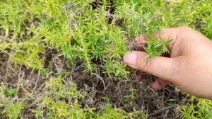 Обрезка шиловидного флокса после цветения