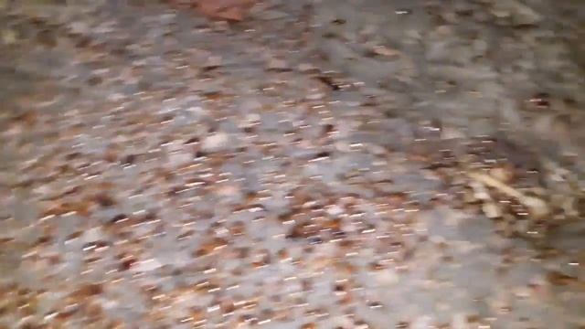 Тестирую средство от тараканов  ЖЕСТЬ! 1000 тараканов!