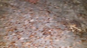 Тестирую средство от тараканов  ЖЕСТЬ! 1000 тараканов!