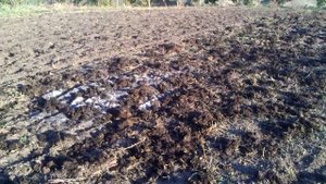 Подготовка почвы под посадку чеснока