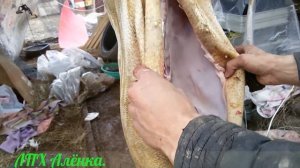 Вьетнамские вислобрюхие свиньки. / Разделка тушки. /Вес и выход чистым весом.