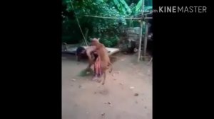 ЧУДЕСА АЛЛАХА СМОТРИТЕ