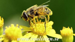 Radio Framåt #62 - Den stora pollenkonspirationen