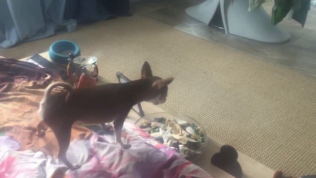 Чихуахуа против пылесоса. Chihuahua VS vacuum cleaner