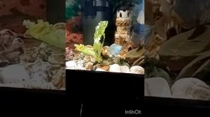 Метинисы питание