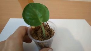 Укоренение листа фиалки в сфагнуме