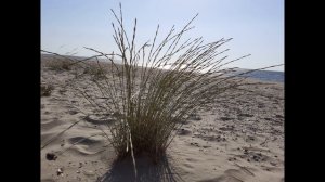 Курорт Сергеевка Одесская область