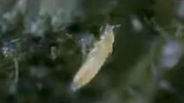 Западный цветочный трипс и его хищники смотреть онлайн