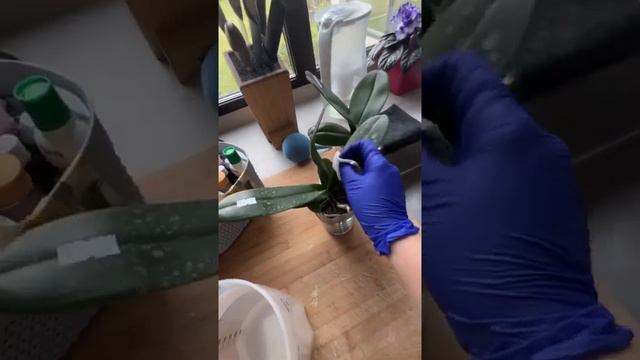 Новая орхидея, что делать ?!😳🌿🫨 orchidsqueen отзыв заказа с сайта 🤗  #орхидея #phal #орхомания