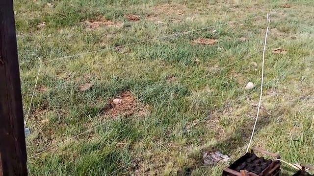 Электропастух ОСА 18 установка \жизнь в деревне