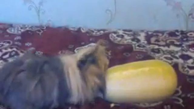 Морской свин и мегаогурчик смотреть онлайн