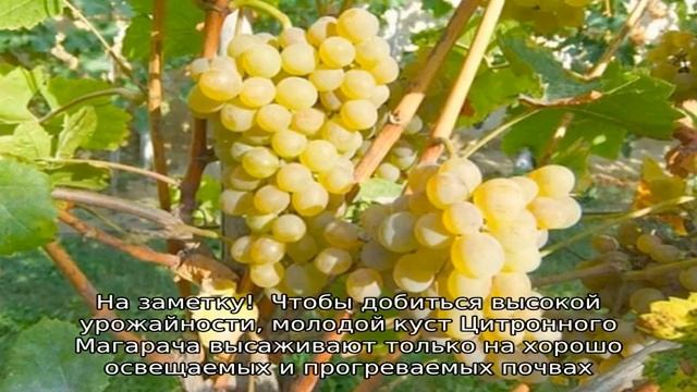 Виноград Цитронный Магарача