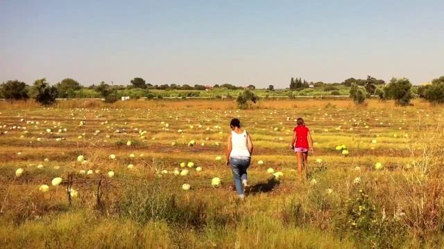 Грецкие арбузы смотреть онлайн