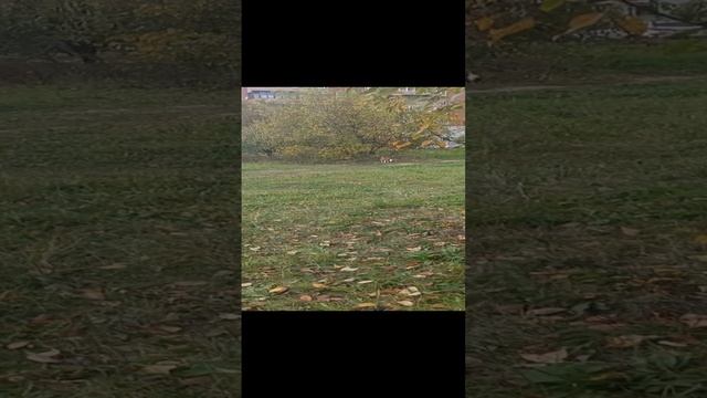 Басенджи Мартин 11 месяцев играется со своей подружкой по кличке Молли 1 год. Помесь гончей и бигля. смотреть онлайн