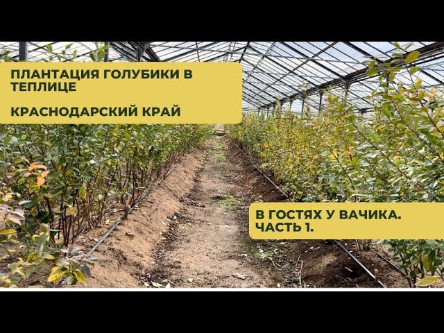 Голубика в теплице. В гостях у Вачика. Часть1 смотреть онлайн