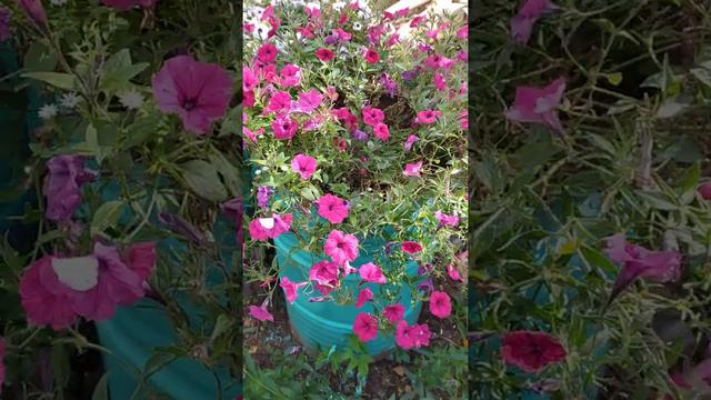 ампельная петунья тайдал смотреть онлайн