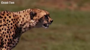 Борьба за выживание в дикой природе!