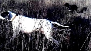 Соколиная охота / Охота с собаками /