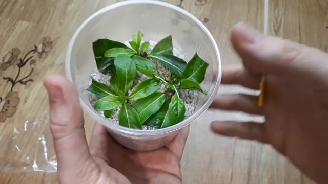 Катарантус. Укоренение в агроперлите