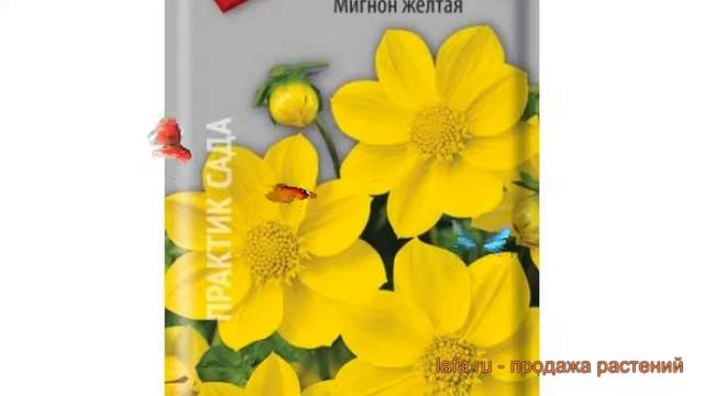 Георгина обыкновенный Мигнон желтая ? обзор: как сажать, семена георгины Мигнон желтая