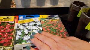 Букетный способ посева Лобелии без пикировки.