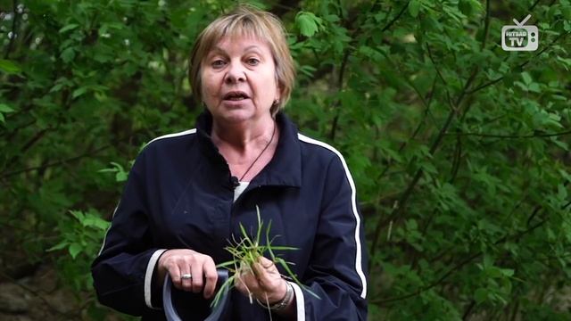 Как навсегда избавиться от травы Пырей ✔️ Советы огородникам от Хитсад ТВ смотреть онлайн