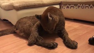 Мокрая пума сохнет. Wet Cougar Messi