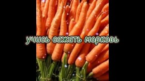 Как посадить морковь