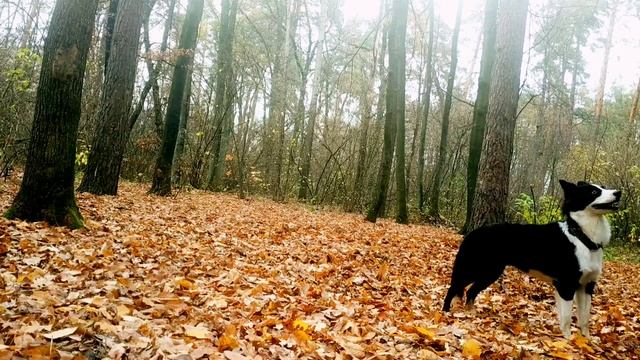 Как танцует якутяночка моя смотреть онлайн